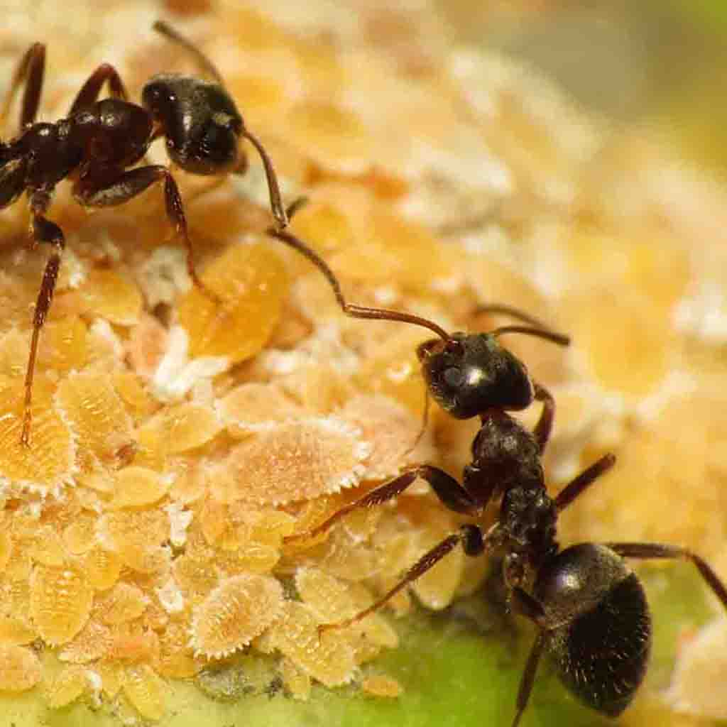 Garden Ants